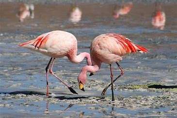 lesser flamingo breeding site