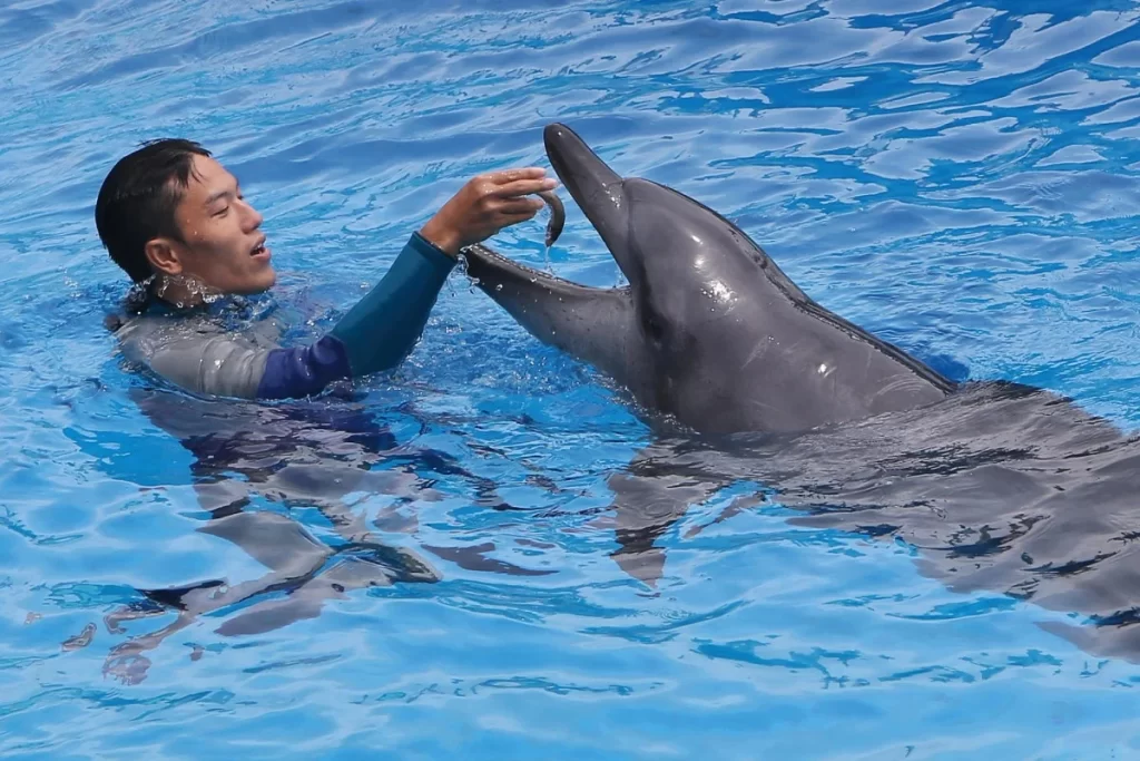 dolphin deaths