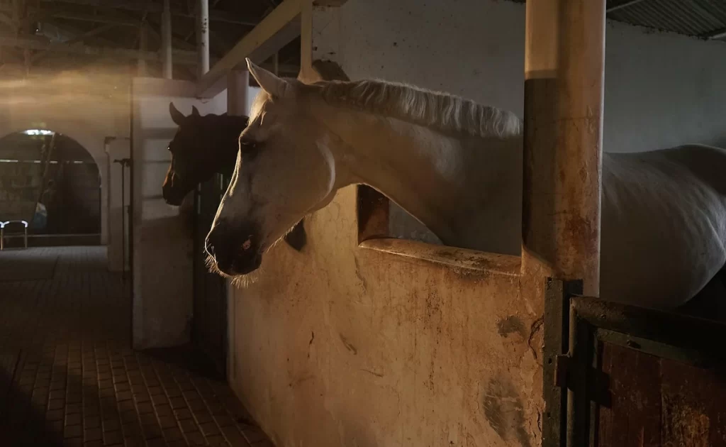 sexual assault on horse