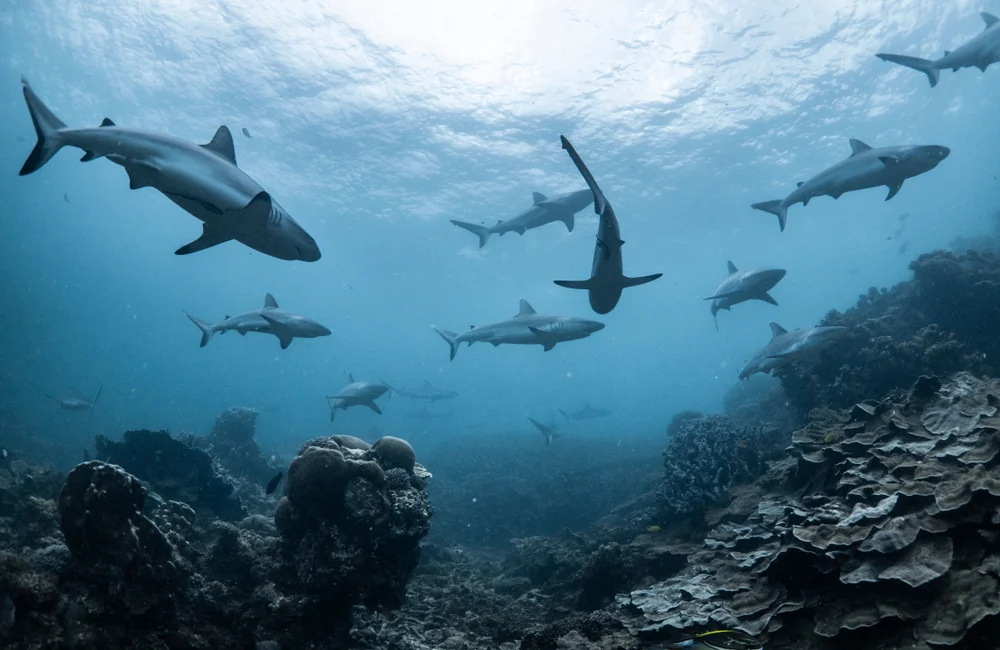 Shark