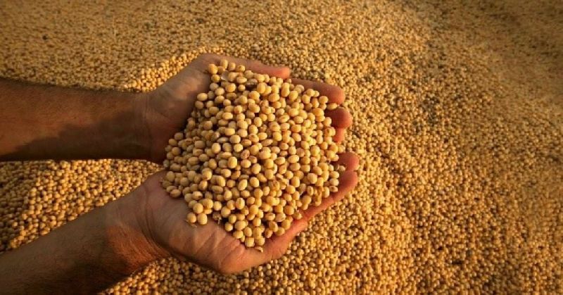 US soybean exports