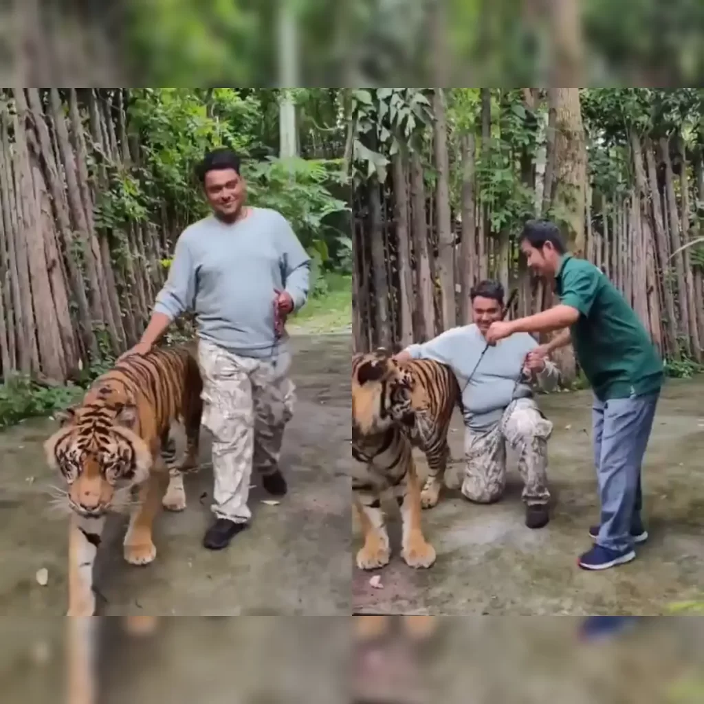 Indian tourist tiger selfie