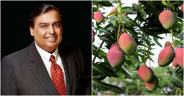 India’s largest mango farm owned by Mukesh Ambani.