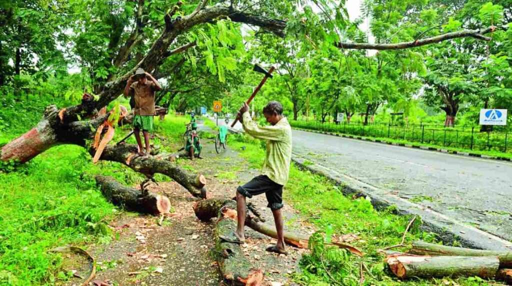 Pune landowner fined ₹9 lakh for unauthorized tree cutting in Dighi.
