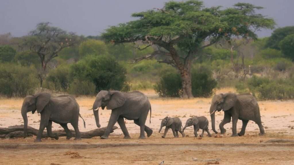 Zimbabwe elephant cull 2025