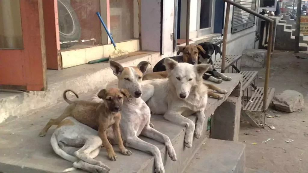 Morocco dog culling