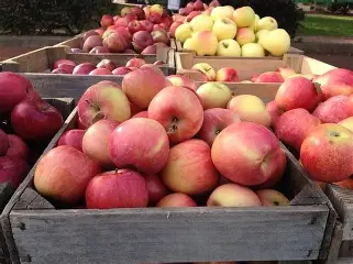 Farmer in Karnal displays heat-tolerant apples grown in Haryana’s warm climate