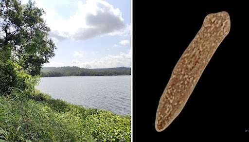 new species India