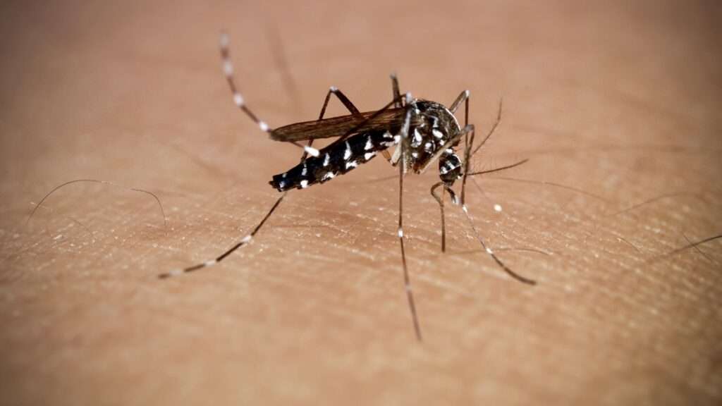 AI-based mosquito control