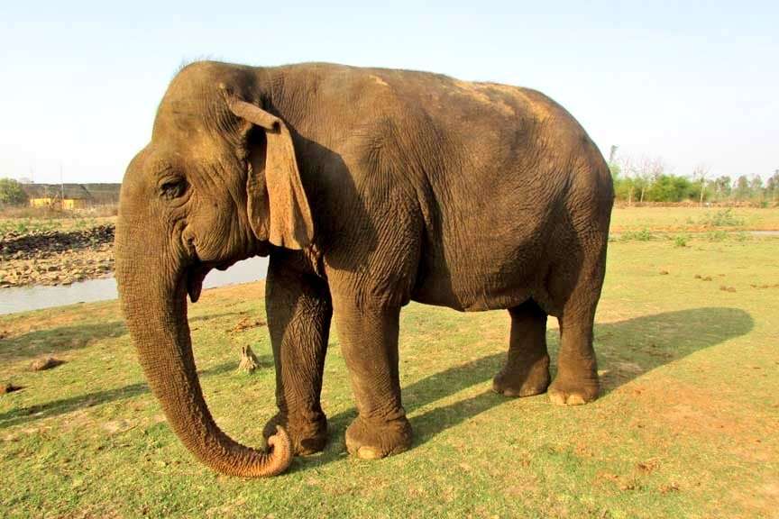 Vatsala elephant death