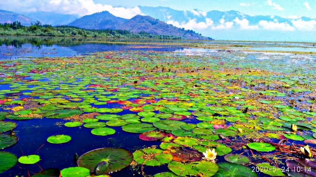 lotus wular lake