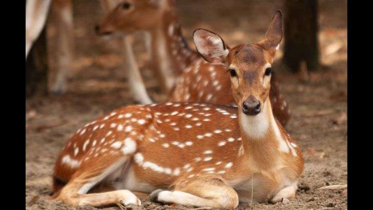 Foot and Mouth Disease Kills 16 Spotted Deer at Pune Zoo