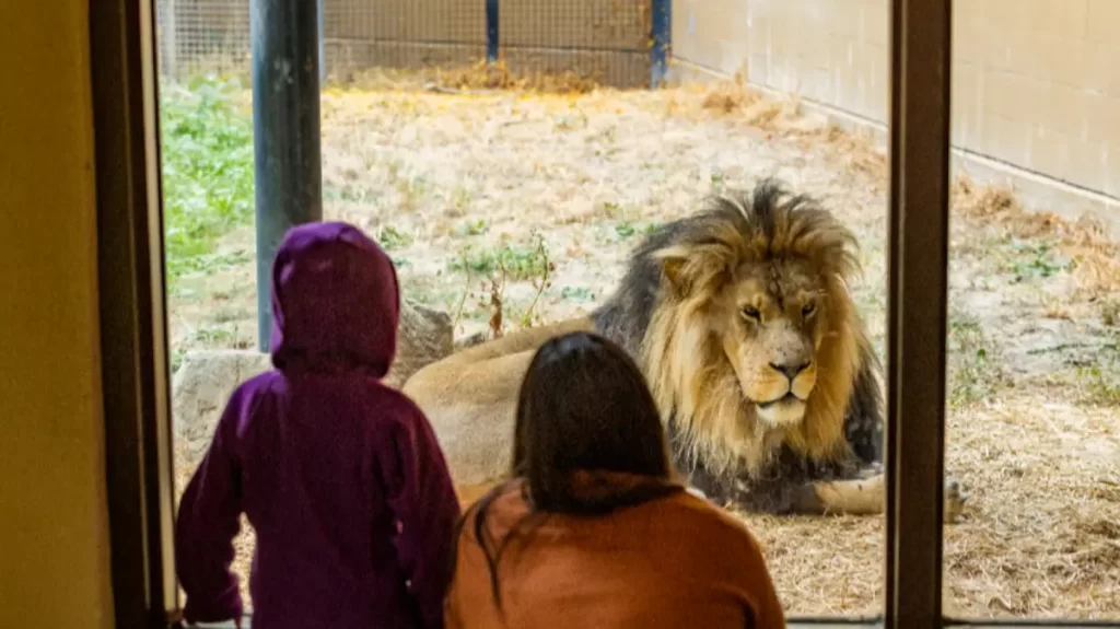 lion attack Shoalhaven Zoo