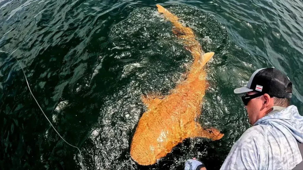 Orange nurse shark with white eyes