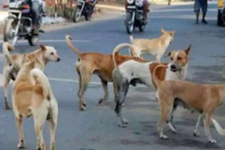 Stray dogs attack woman UP