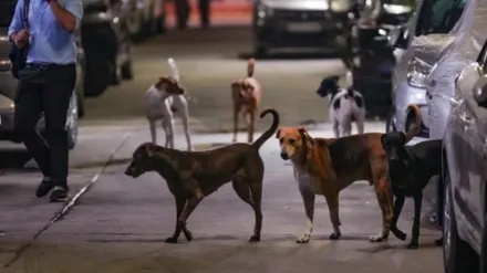 Stray dogs with GPS collars