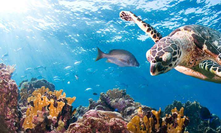 Morocco adopts marine protection treaty