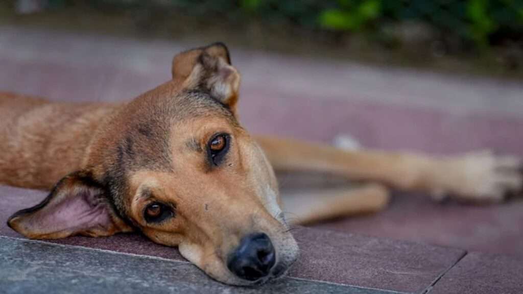 Delhi stray dogs microchipped