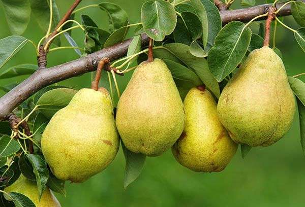 Fresh pears with health benefits