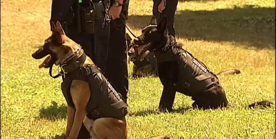 Police K-9 racial disparity report.