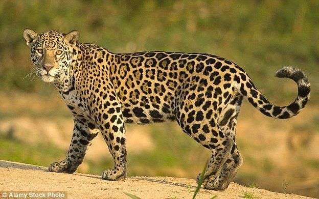 Leopard attack in Shirur