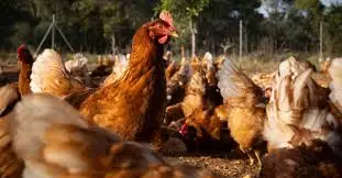 “First U.S. H5N5 case”