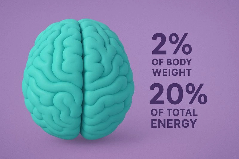 Brain graphic showing 2% weight, 20% energy use.