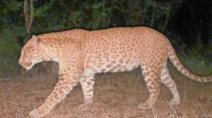 Sandalwood leopard spotted Karnataka forest