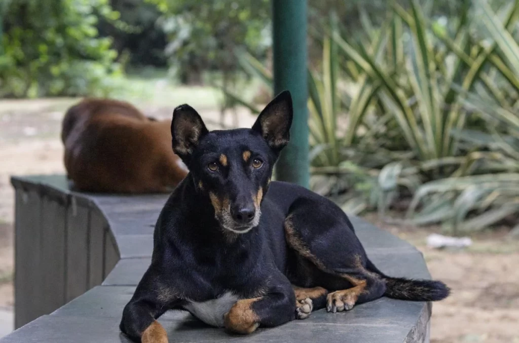 “Supreme Court stray dogs”