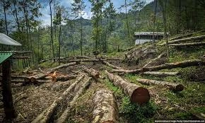 Human-driven climate change via fossil fuels, deforestation.