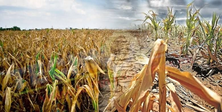 Climate change ravages Indian farms, spiking food prices.