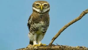 Rare Forest Owlet rediscovered in Madhya Pradesh forests.
