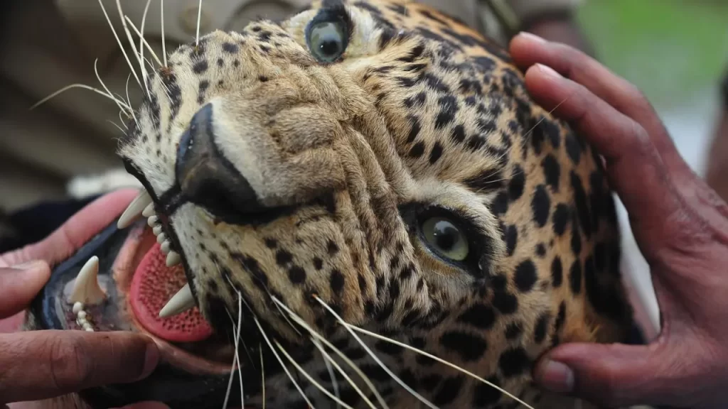 wildlife rescues in cities