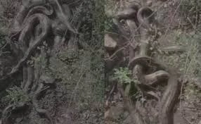 Giant pythons coiled near Kangra temple.