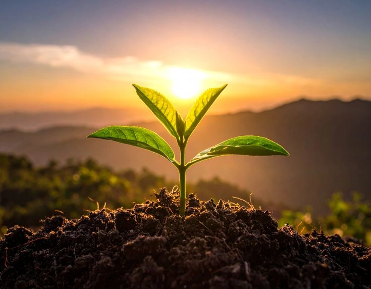 Farmer's guide: 5 steps for delayed monsoon sowing.