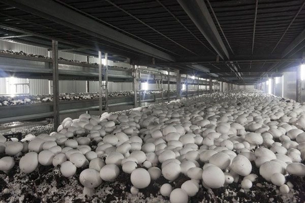 Andhra Pradesh’s ₹13,000 Crore Mushroom Mission