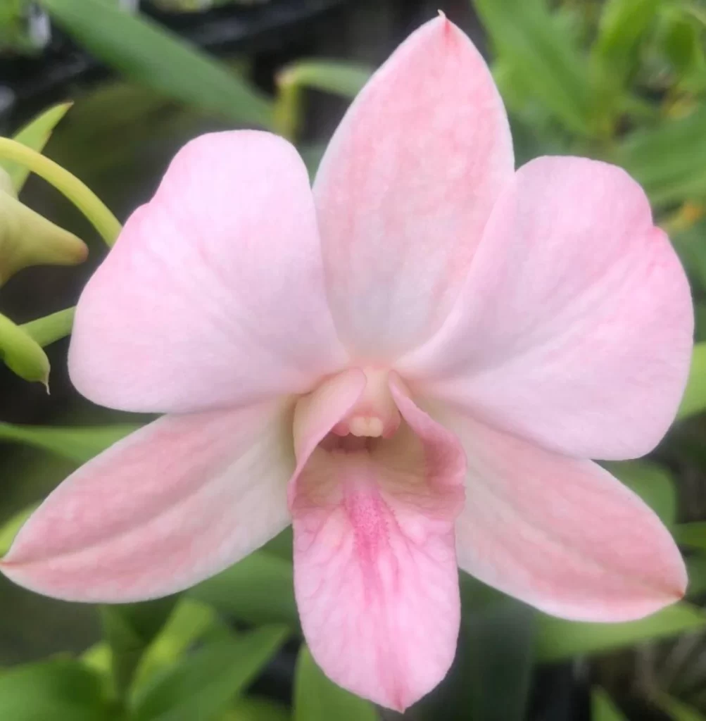 Rare Pink Nodding Orchid Surfaces in Andhra Pradesh
