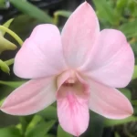 Rare Pink Nodding Orchid Surfaces in Andhra Pradesh