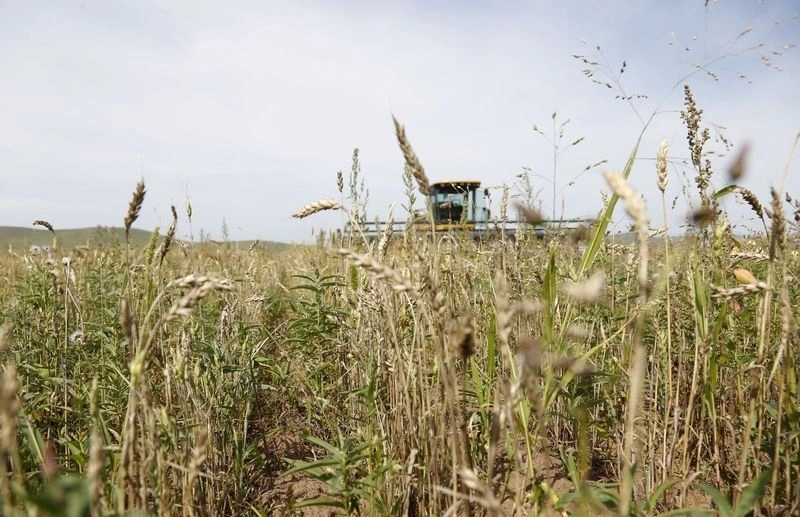 FAO warns of climate‑driven food price spike