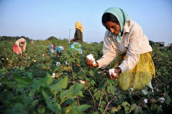 cotton production in india