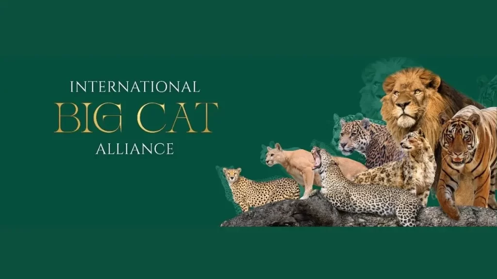 Big Cat Summit india